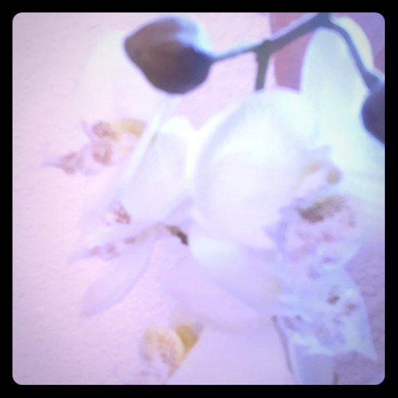 Meet your Posher, Fracisca - Picture 1 of 1